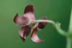 Maroon Carolina milkvine